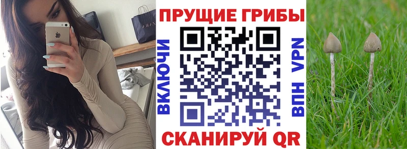 купить наркотик  Александровское  Псилоцибиновые грибы прущие грибы 